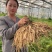 天冬苗大量有货，易种植，成活率高，欢迎新老客户前来合作
