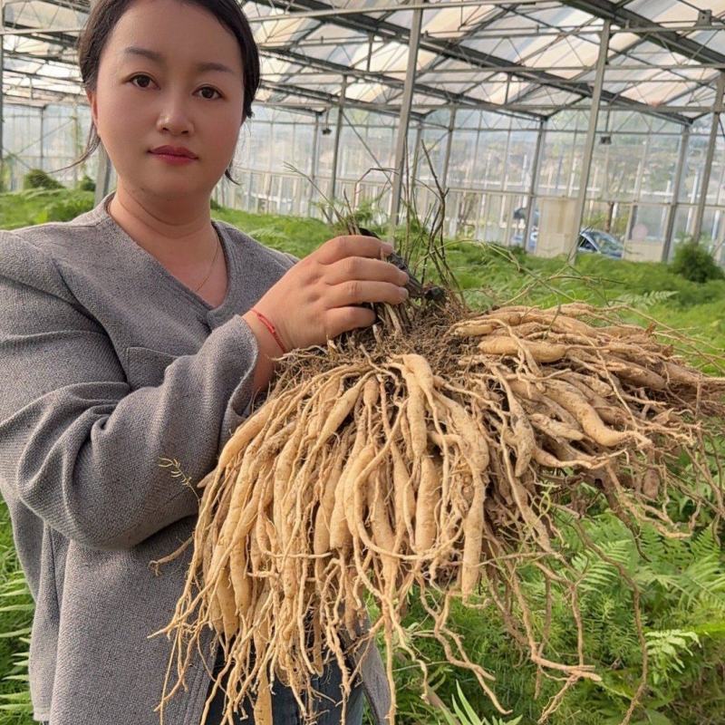 天冬苗大量有货，易种植，成活率高，欢迎新老客户前来合作