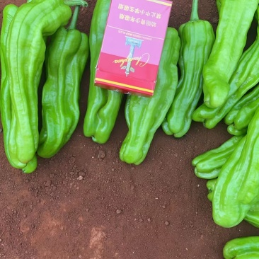 精品泡王