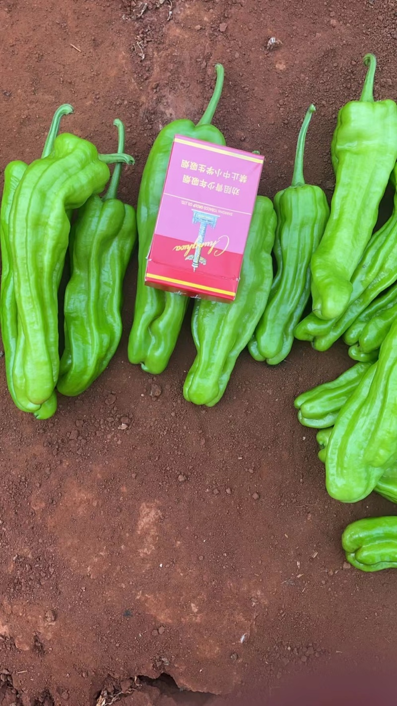 精品泡王