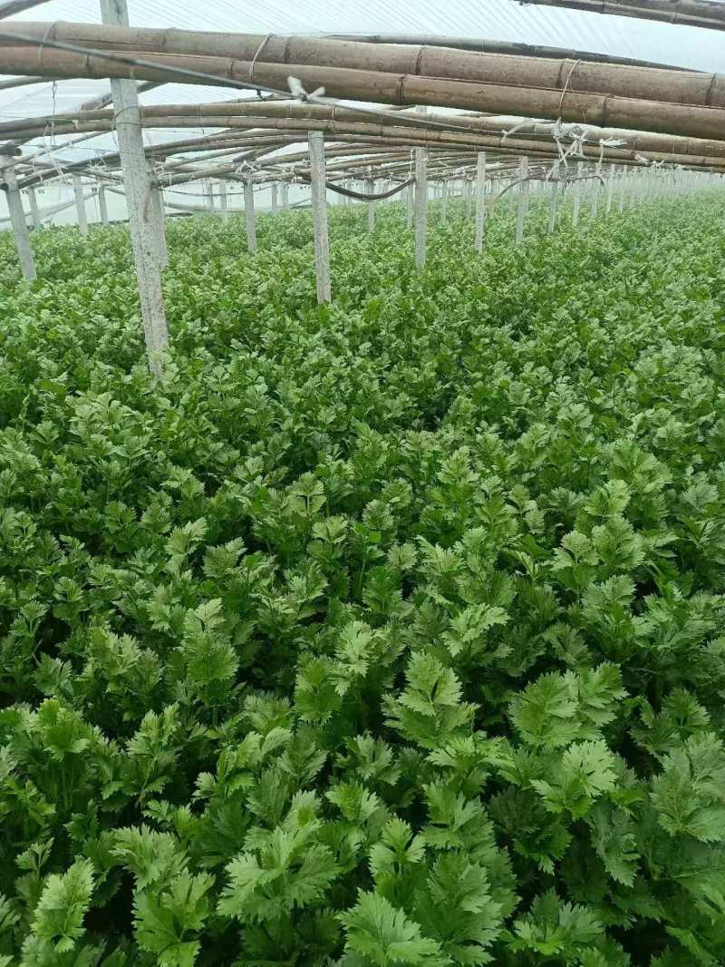 精品芹菜，香芹产地直供，对接超市电商社团，价格低保质保量