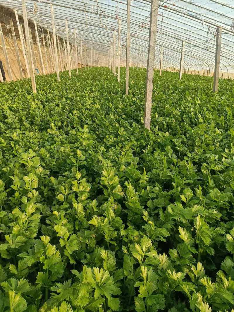精品芹菜，香芹产地直供，对接超市电商社团，价格低保质保量