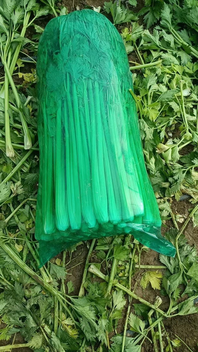 精品芹菜，香芹产地直供，对接超市电商社团，价格低保质保量