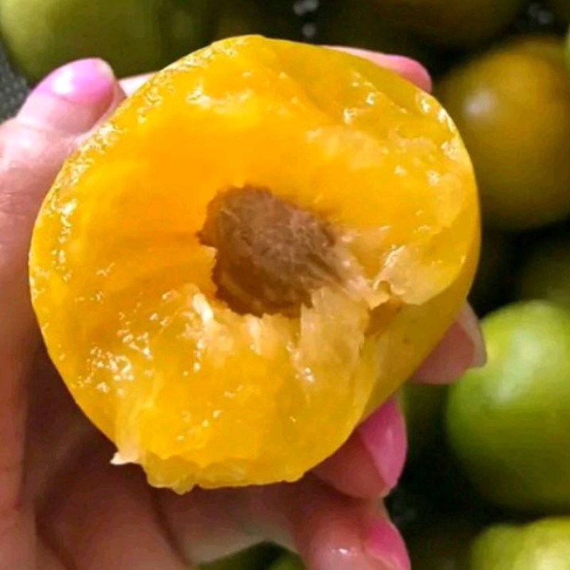蜂糖李苗，蜂糖李树苗，蜂糖李子树苗，蜂糖李子苗，嫁接苗