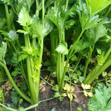精品芹菜，香芹产地直供，对接超市电商社团，价格低保质保量