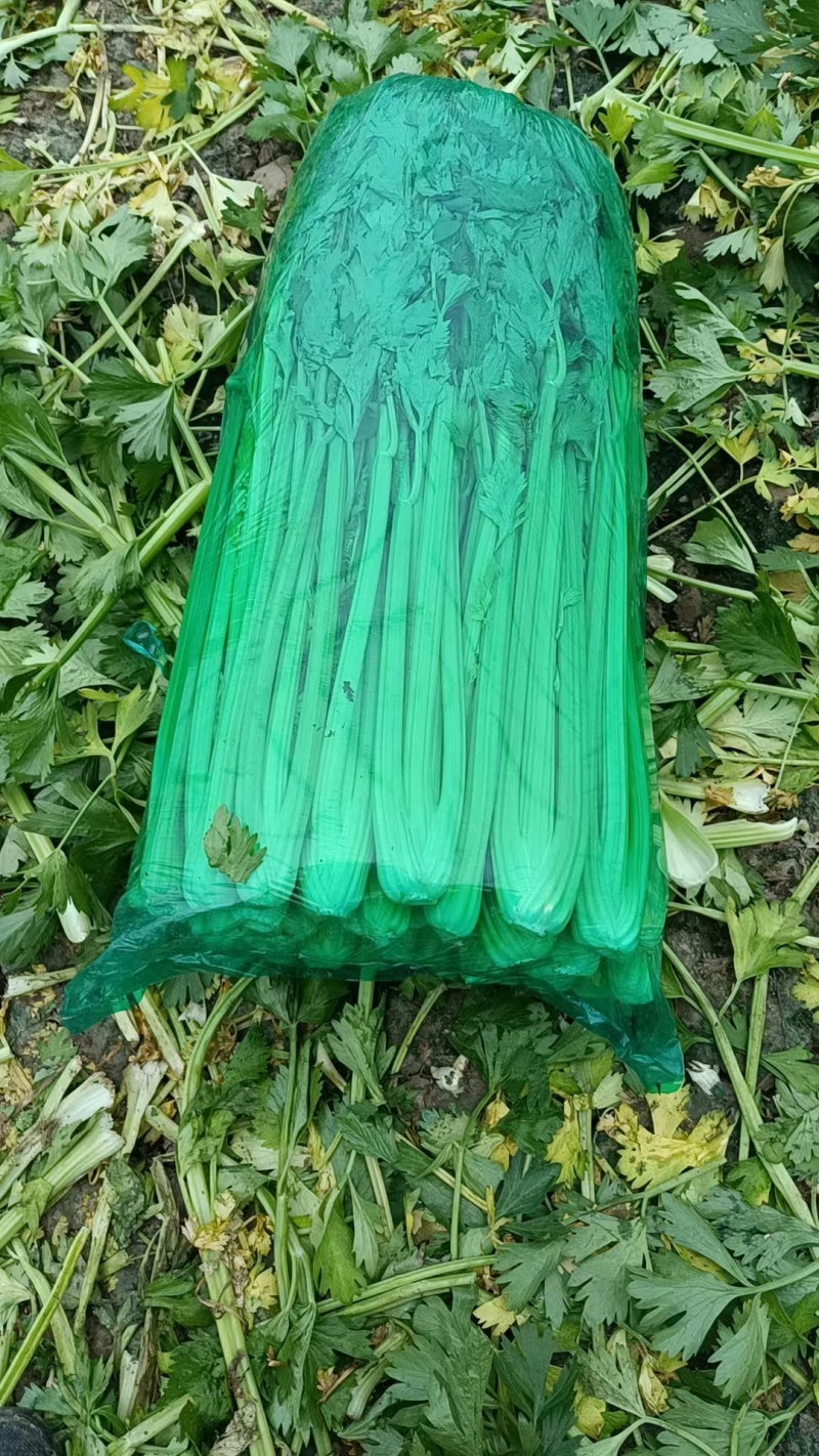 山东禹城香芹，毛芹菜，产地直发价格合理，质量保证