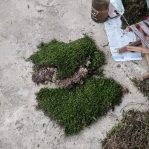 青苔