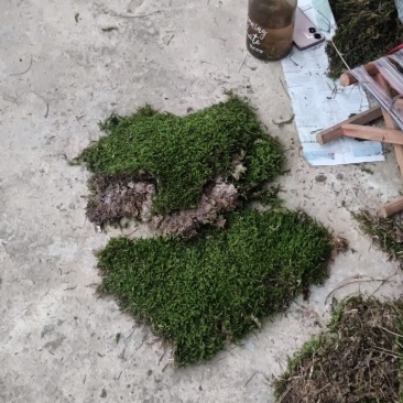 青苔