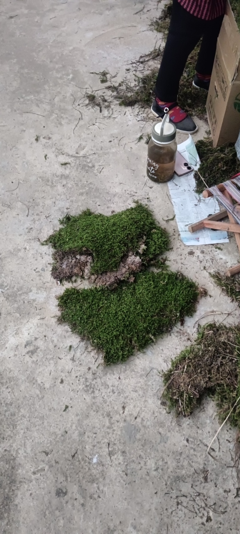 青苔