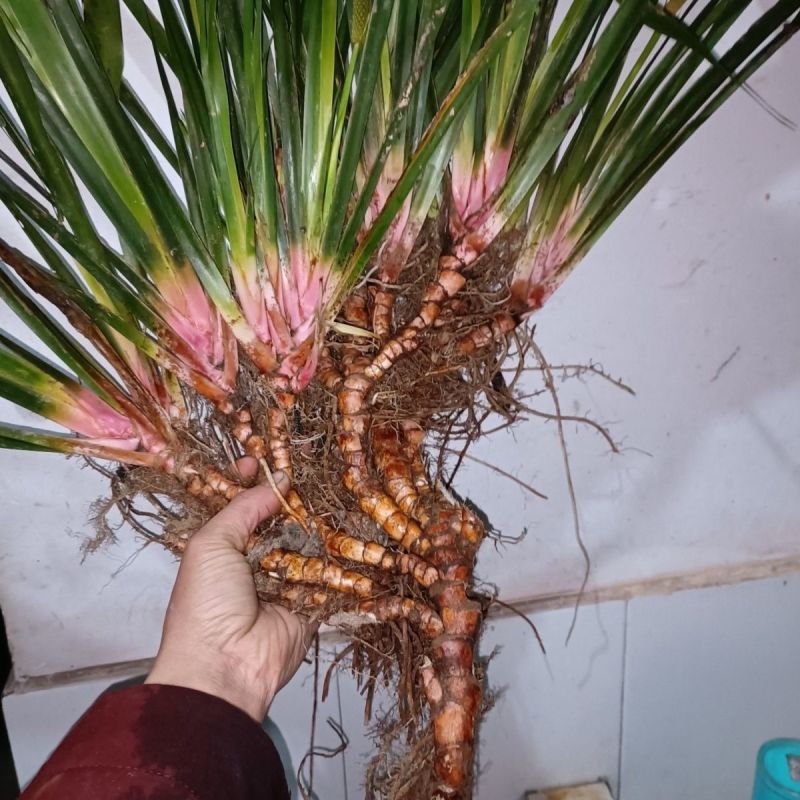 贵州红心精品石菖蒲石菖蒲中药材大量现货可视频看货