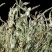 野生独脚金疳积草小孩儿广西独角金新货新鲜晒干疳积草