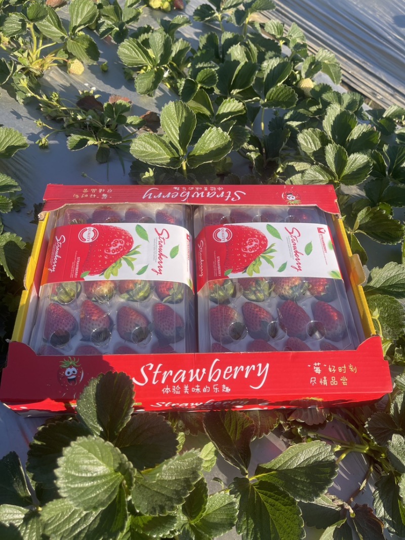 礼盒装草莓