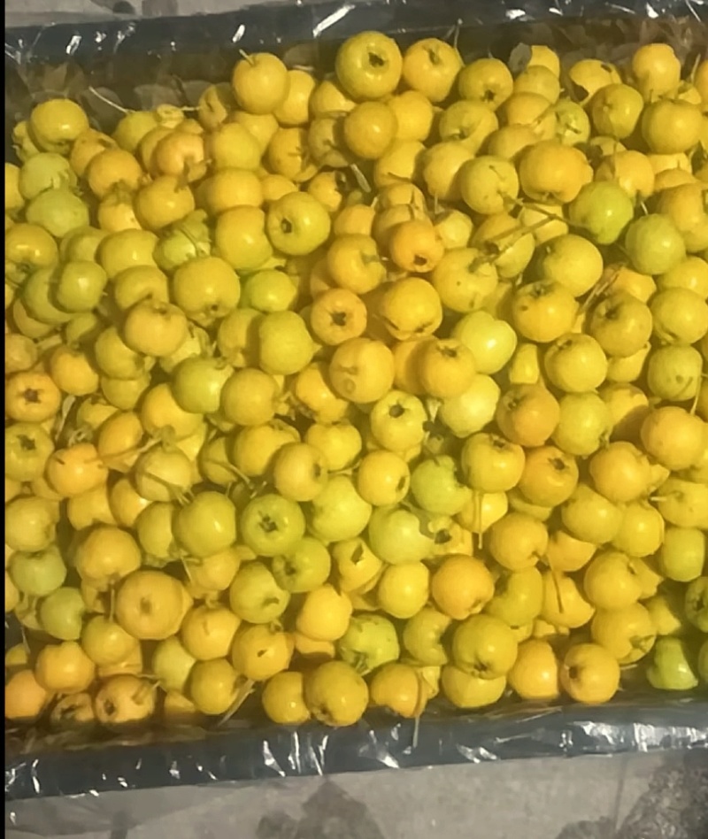 甜口黄山楂苗，新品种现挖现卖当年结果
