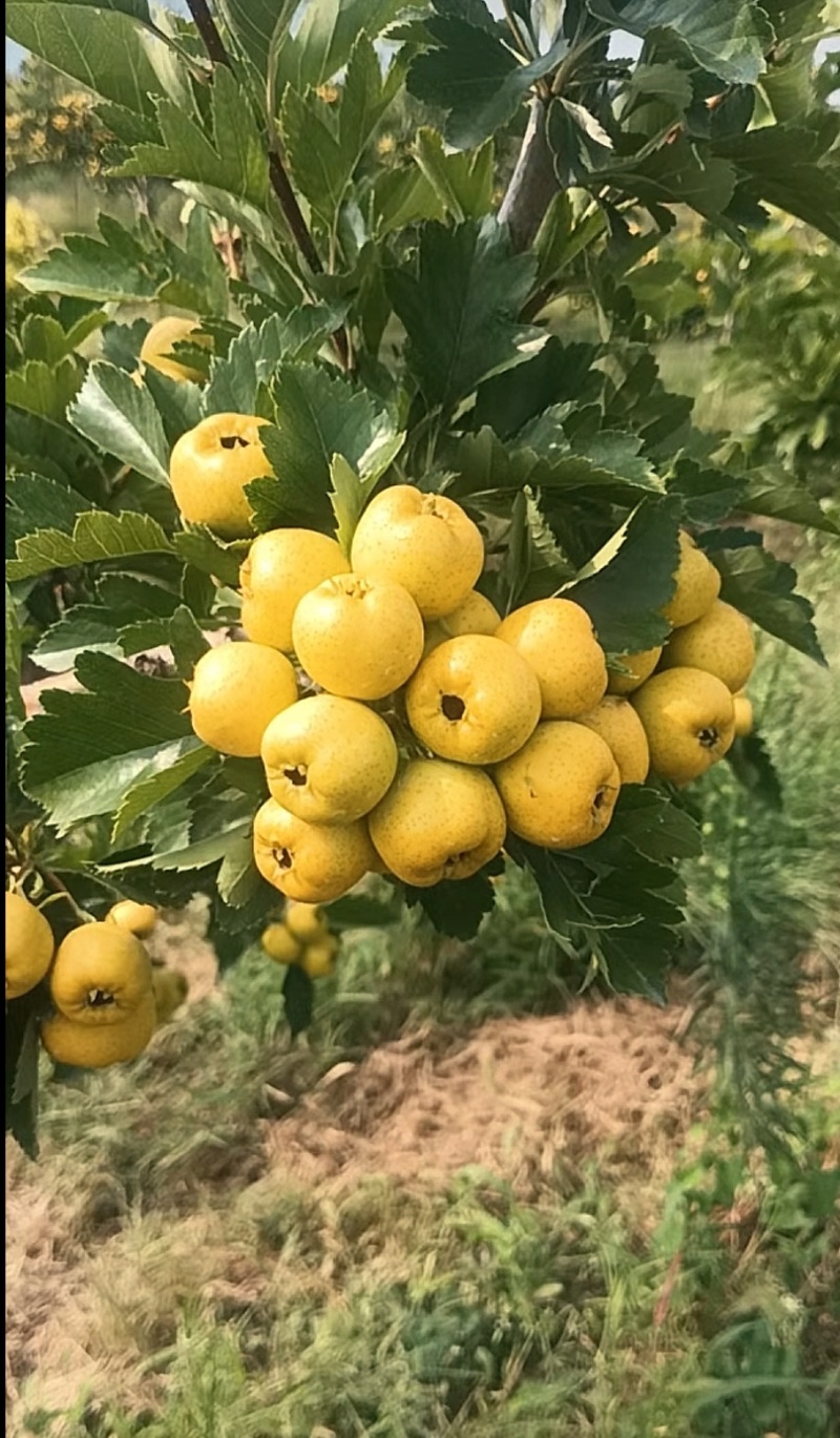 甜口黄山楂苗，新品种现挖现卖当年结果
