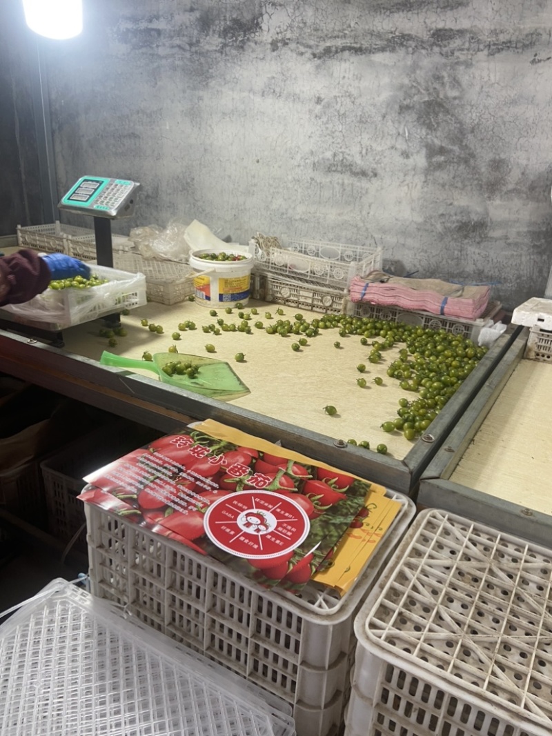青甜从地头到餐桌，带您一抹绿色，让您吃甜一样拥有健康体魄