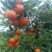 世纪红东方红美国糖橘