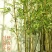 仿真竹金镶玉竹仿真绿植