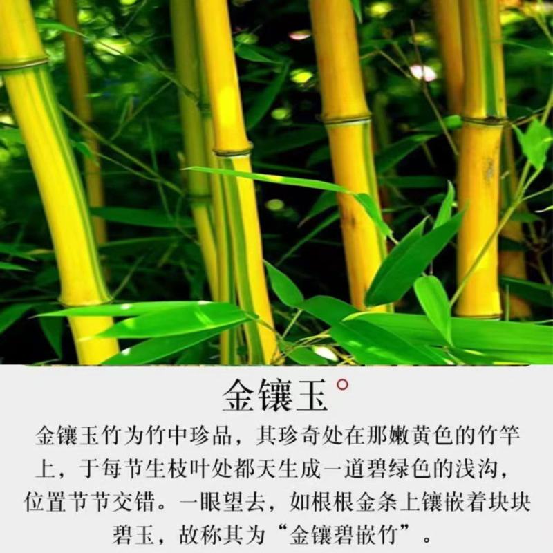 仿真竹金镶玉竹仿真绿植