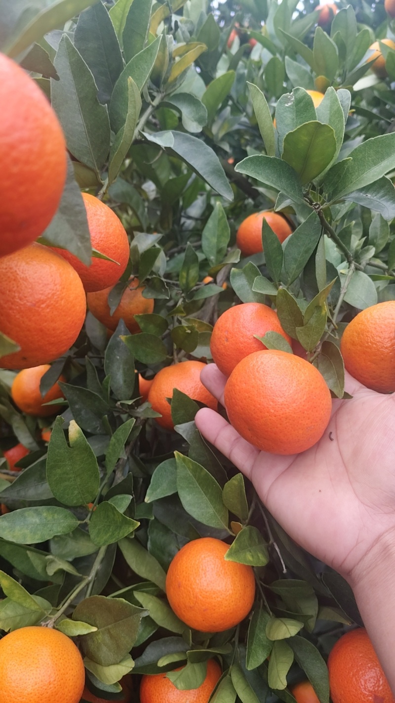 东方红，大量有货供应欢迎果商对接