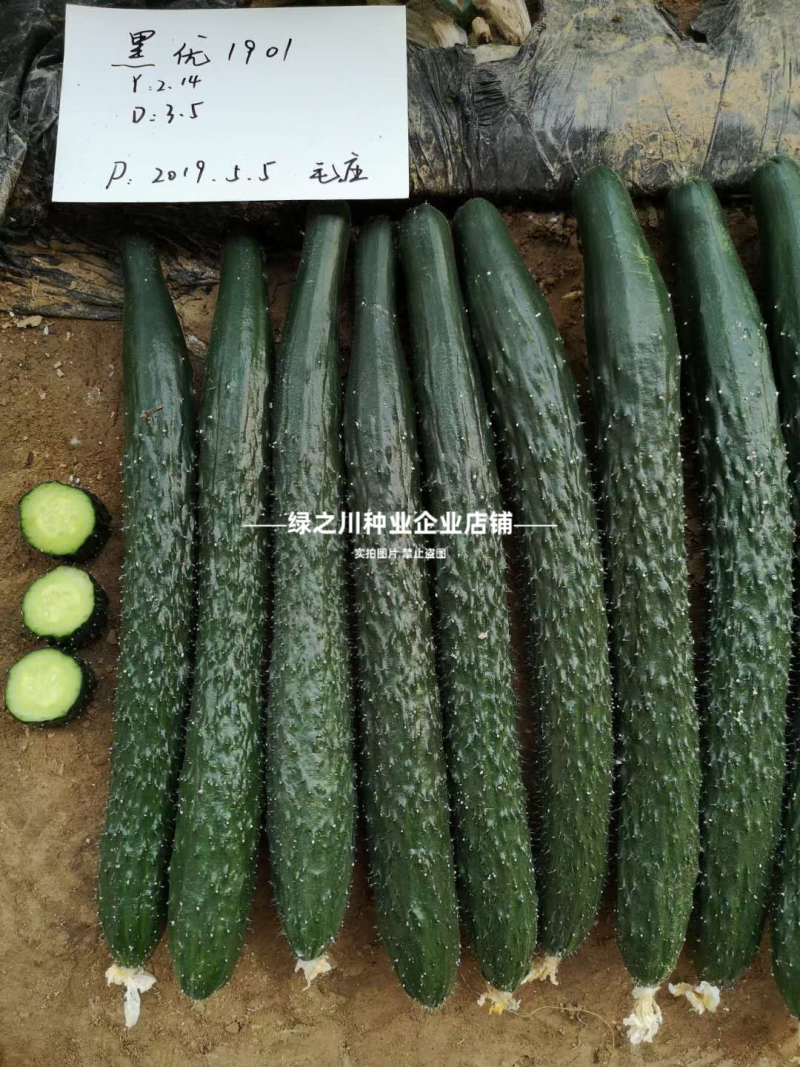 豫艺黑优901黄瓜种子强雌油亮绿心绿肉密刺长黄瓜种子脆甜