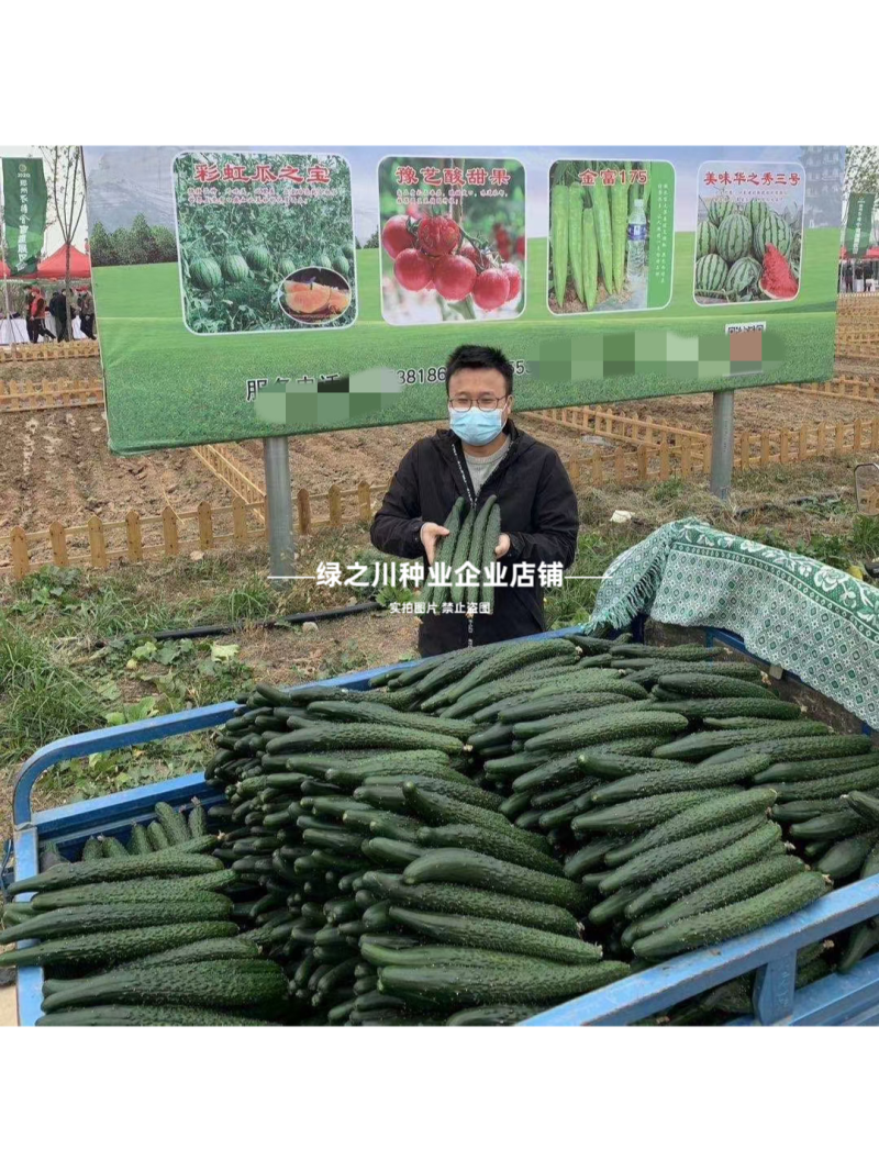 豫艺黑优901黄瓜种子强雌油亮绿心绿肉密刺长黄瓜种子脆甜