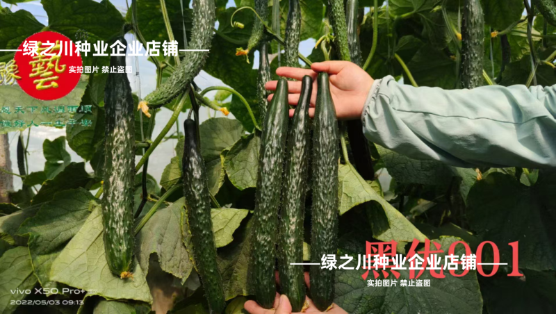 豫艺黑优901黄瓜种子强雌油亮绿心绿肉密刺长黄瓜种子脆甜