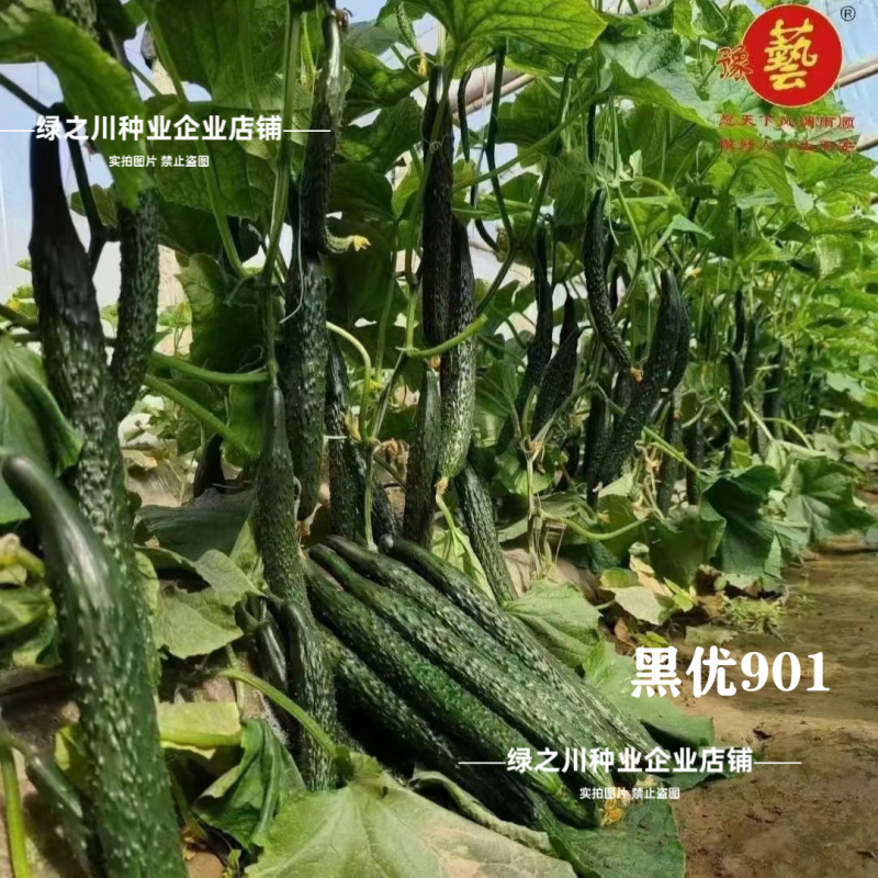 豫艺黑优901黄瓜种子强雌油亮绿心绿肉密刺长黄瓜种子脆甜
