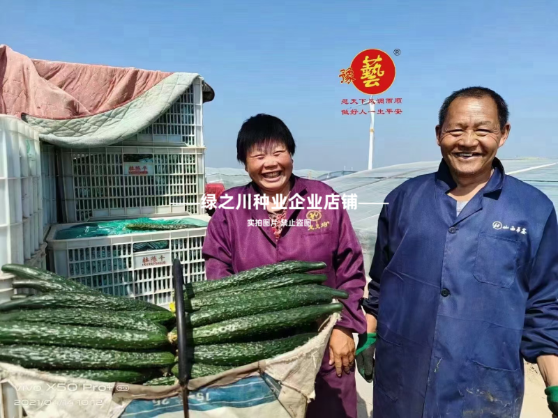 豫艺黑优901黄瓜种子强雌油亮绿心绿肉密刺长黄瓜种子脆甜
