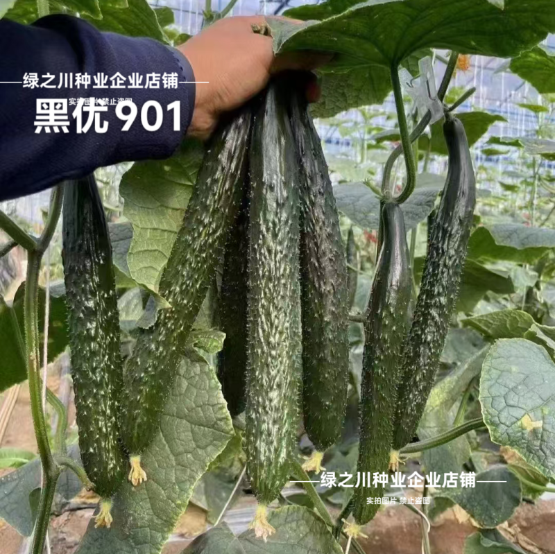 豫艺黑优901黄瓜种子强雌油亮绿心绿肉密刺长黄瓜种子脆甜