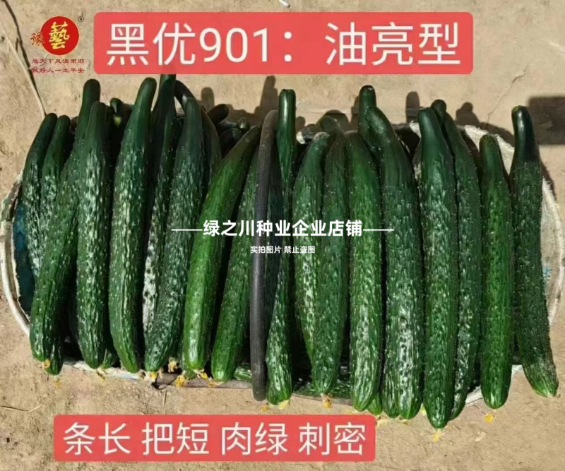 豫艺黑优901黄瓜种子强雌油亮绿心绿肉密刺长黄瓜种子脆甜