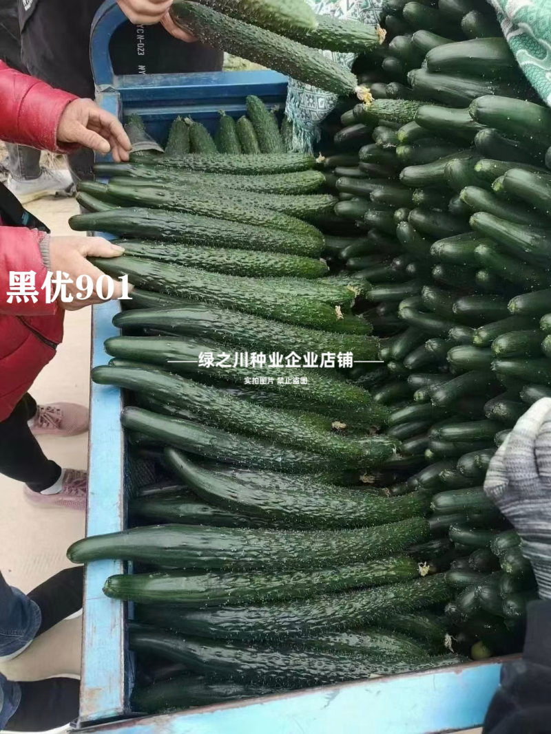 豫艺黑优901黄瓜种子强雌油亮绿心绿肉密刺长黄瓜种子脆甜
