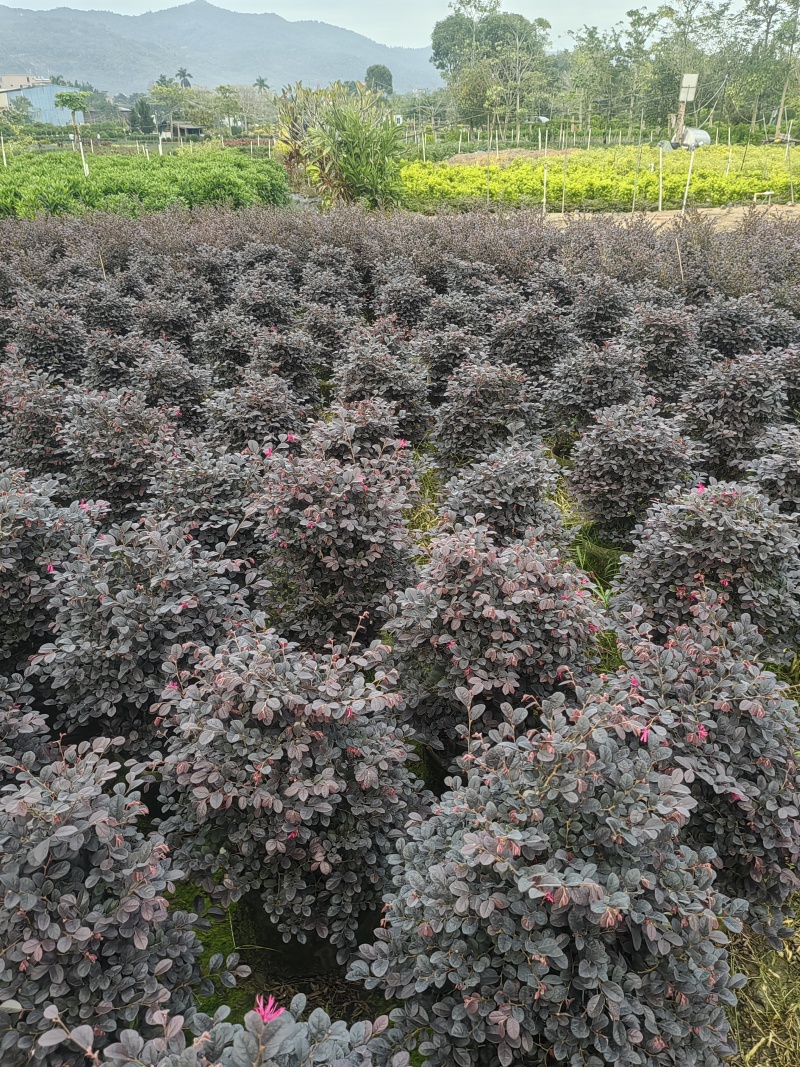 红继木