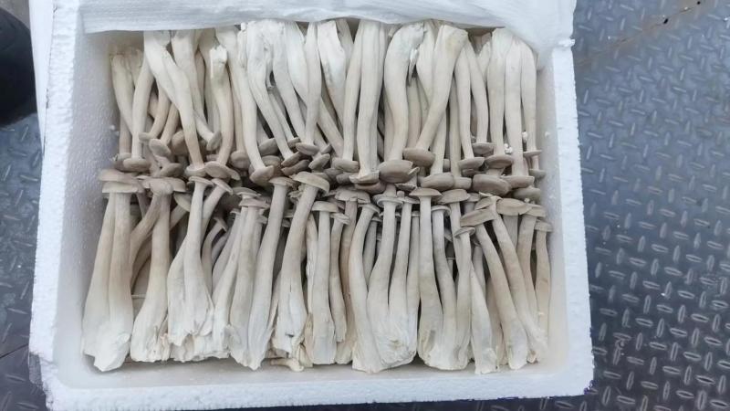 2024年新货平菇干凤尾菇摆地摊一手货源产地供货商净货菇