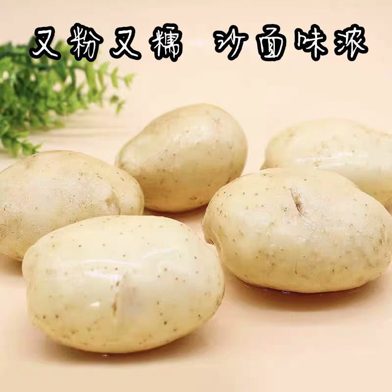 一件代发发新土豆2024现挖黄皮黄心土豆大个软糯马铃薯