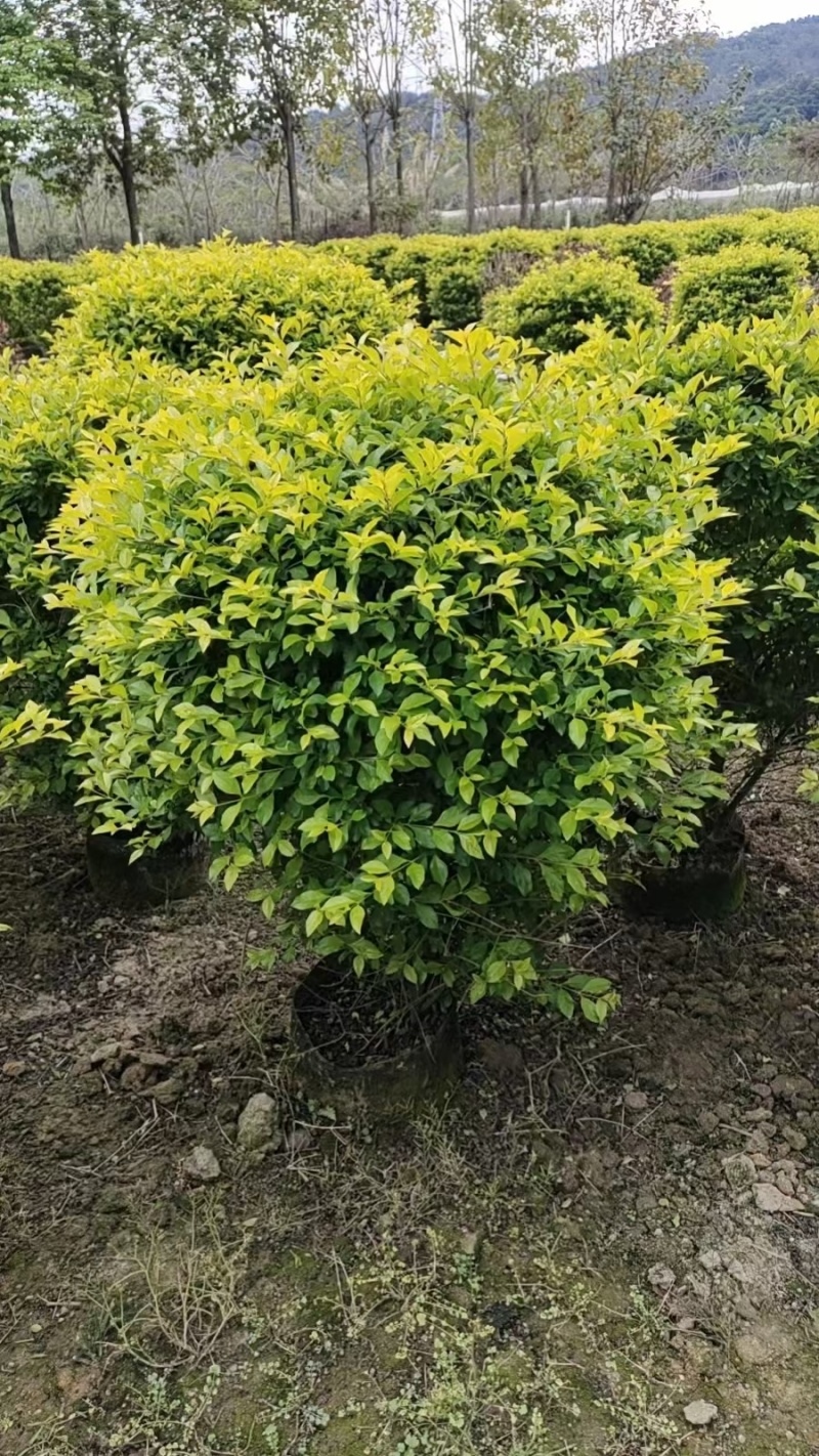 黄金叶，雪梅