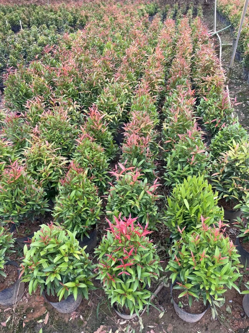 鸿运当头。红车树