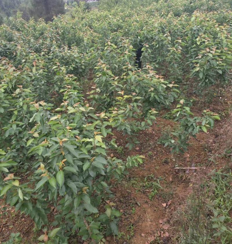 红妃樱桃苗嫁接苗