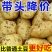 新土豆2024现挖黄皮黄心土豆大个软糯马铃薯涮火锅蔬菜批