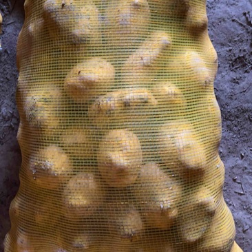 土豆陇七