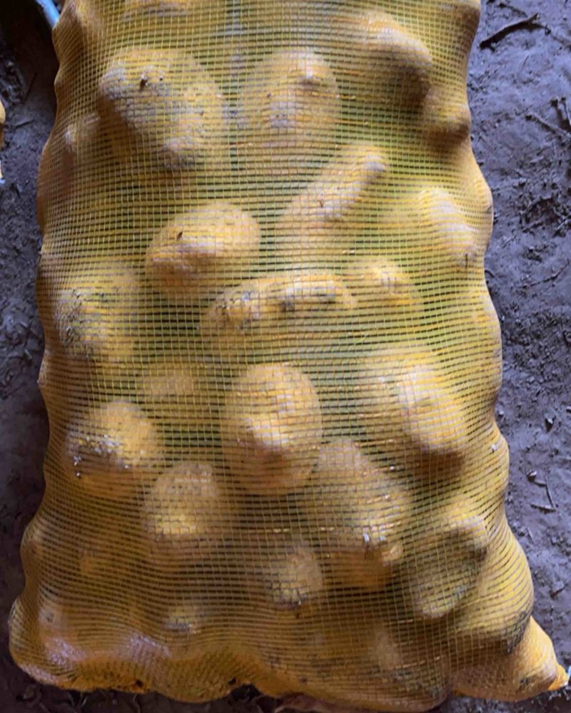 土豆陇七
