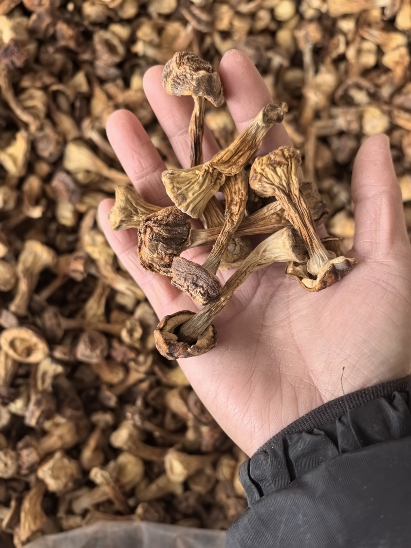 自家种植姬松茸，本色姬松茸中个通货常年有货源可开发票