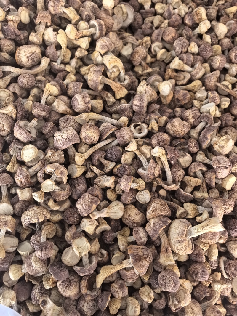 自家种植姬松茸，本色姬松茸中个通货常年有货源可开发票