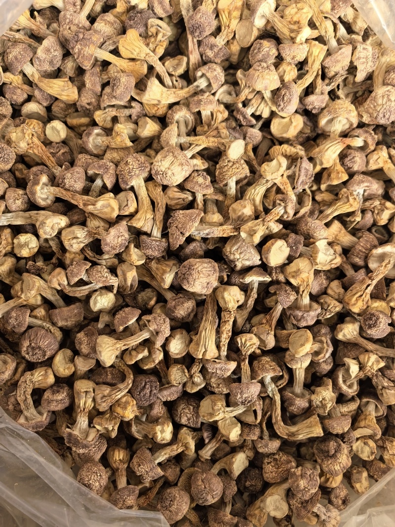 自家种植姬松茸，本色姬松茸中个通货常年有货源可开发票