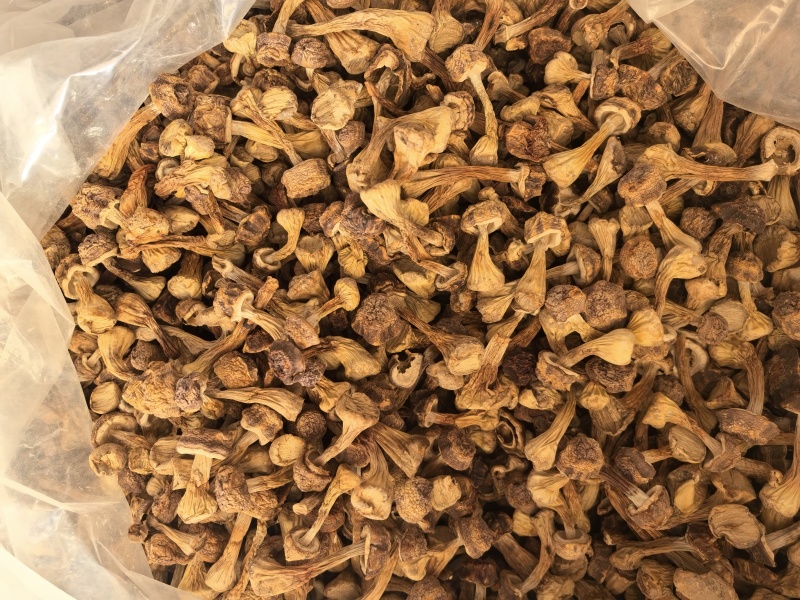 自家种植姬松茸，本色姬松茸中个通货常年有货源可开发票