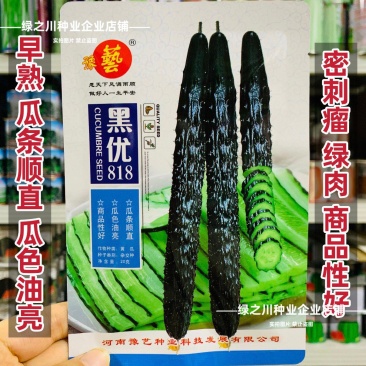 黑优黄瓜种子豫艺黑优818黄瓜种子油亮绿心绿肉密刺青瓜种