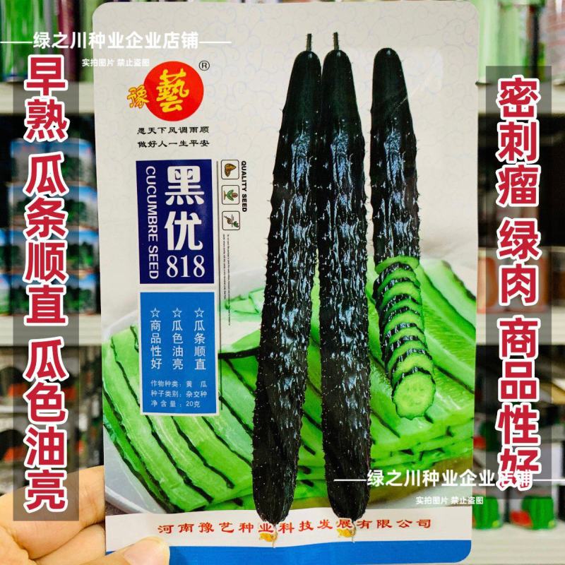 黑优黄瓜种子豫艺黑优818黄瓜种子油亮绿心绿肉密刺青瓜种