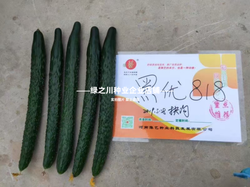 黑优黄瓜种子豫艺黑优818黄瓜种子油亮绿心绿肉密刺青瓜种