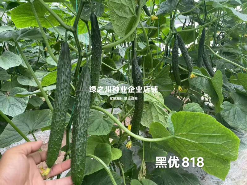 黑优黄瓜种子豫艺黑优818黄瓜种子油亮绿心绿肉密刺青瓜种