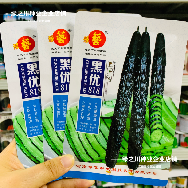 黑优黄瓜种子豫艺黑优818黄瓜种子油亮绿心绿肉密刺青瓜种