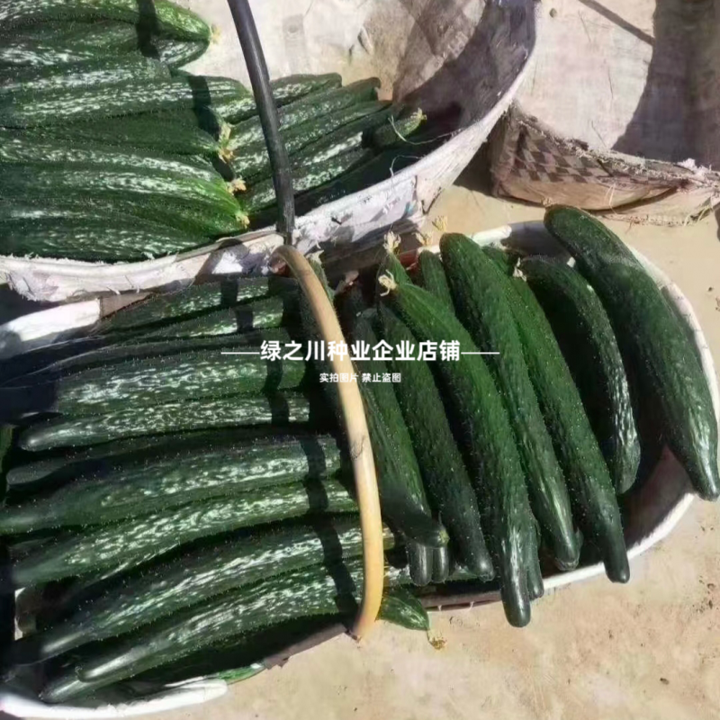 黑优黄瓜种子豫艺黑优818黄瓜种子油亮绿心绿肉密刺青瓜种